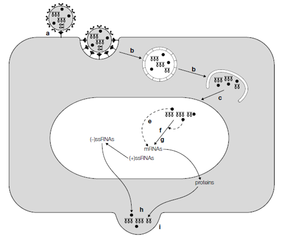 2369_Genome expression and replication 3.png